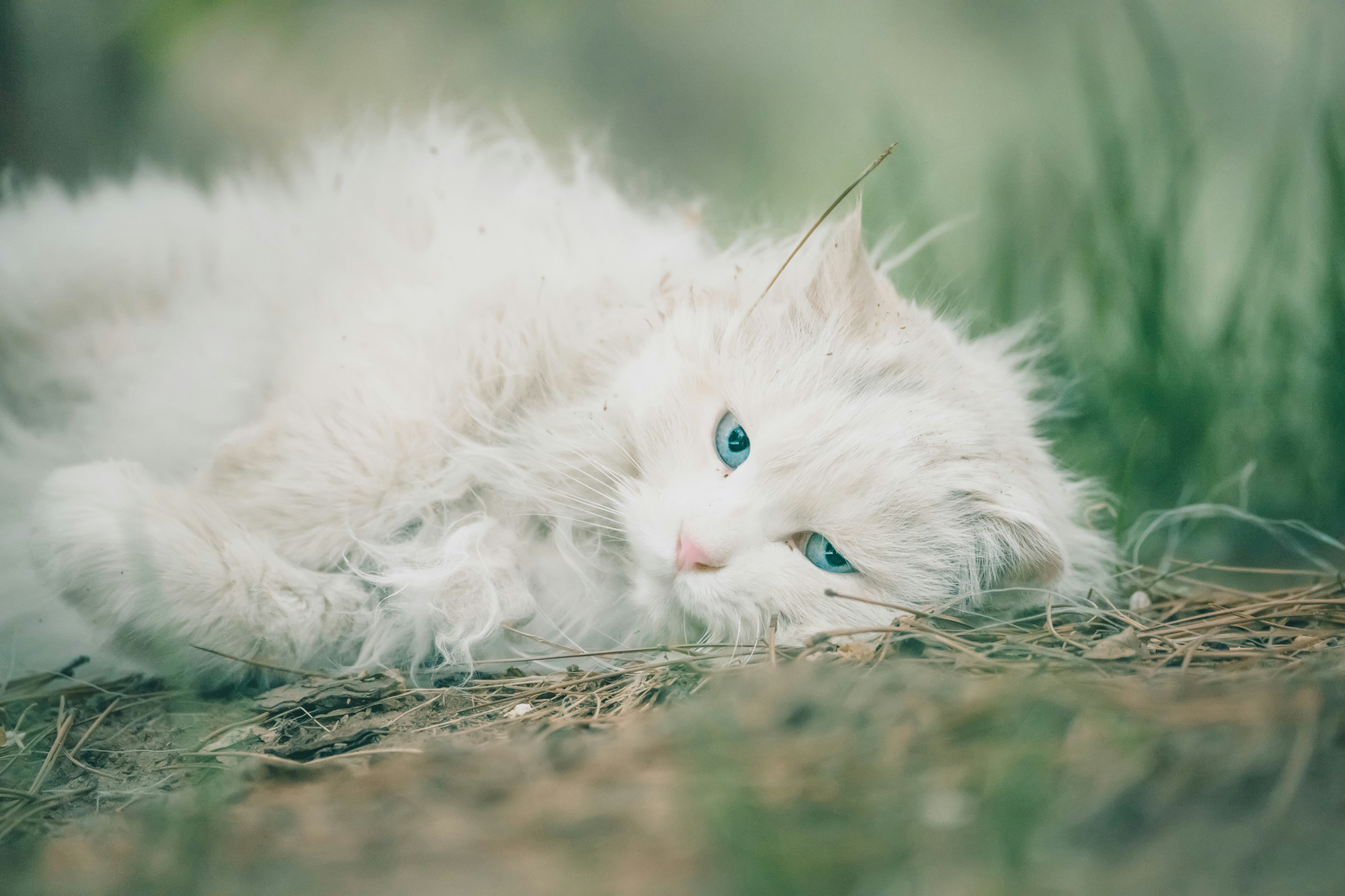 white long fur cat lying on ground